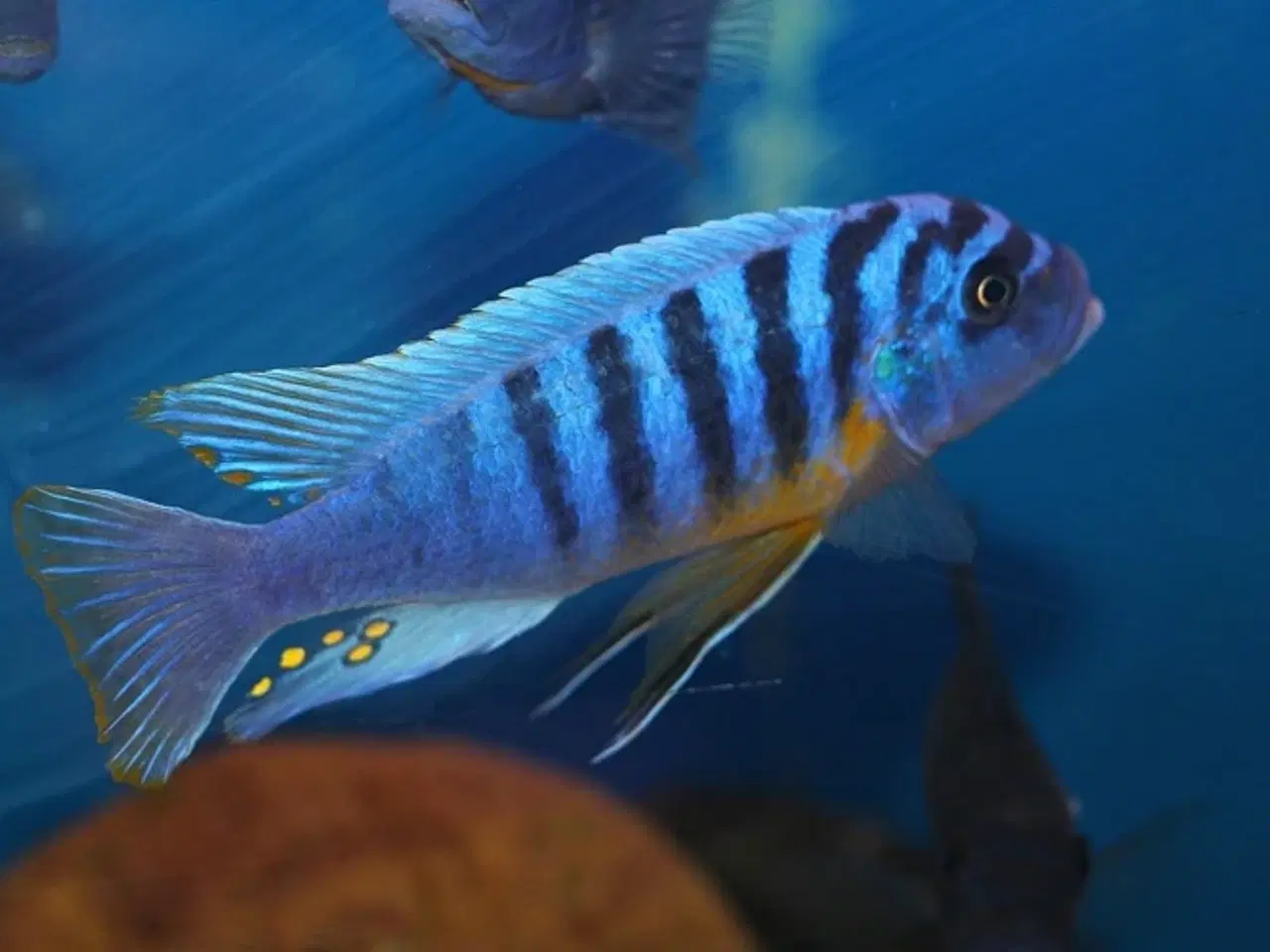 Billede 4 - Fainzilberi Makonde (Mbuna)