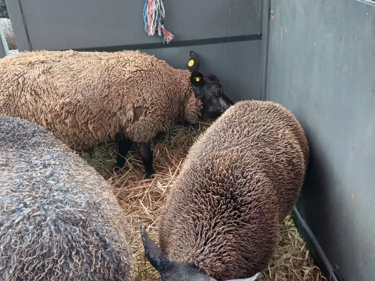 Billede 2 - Blå Texel får og lam