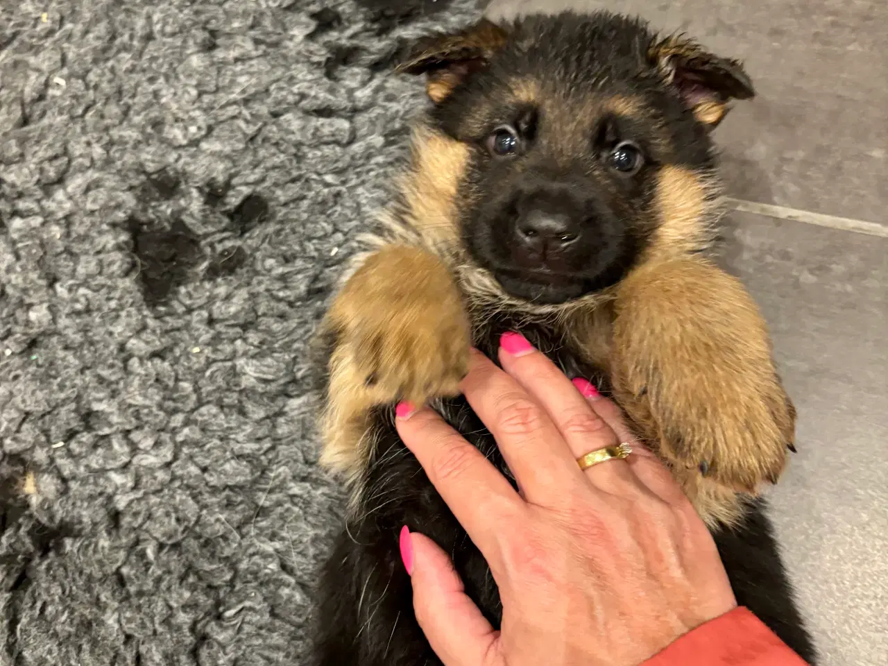 Billede 5 - Schæferhvalpe med stamtavle