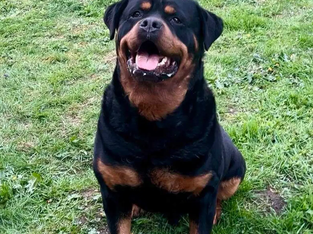 Billede 12 - Rottweiler han 
