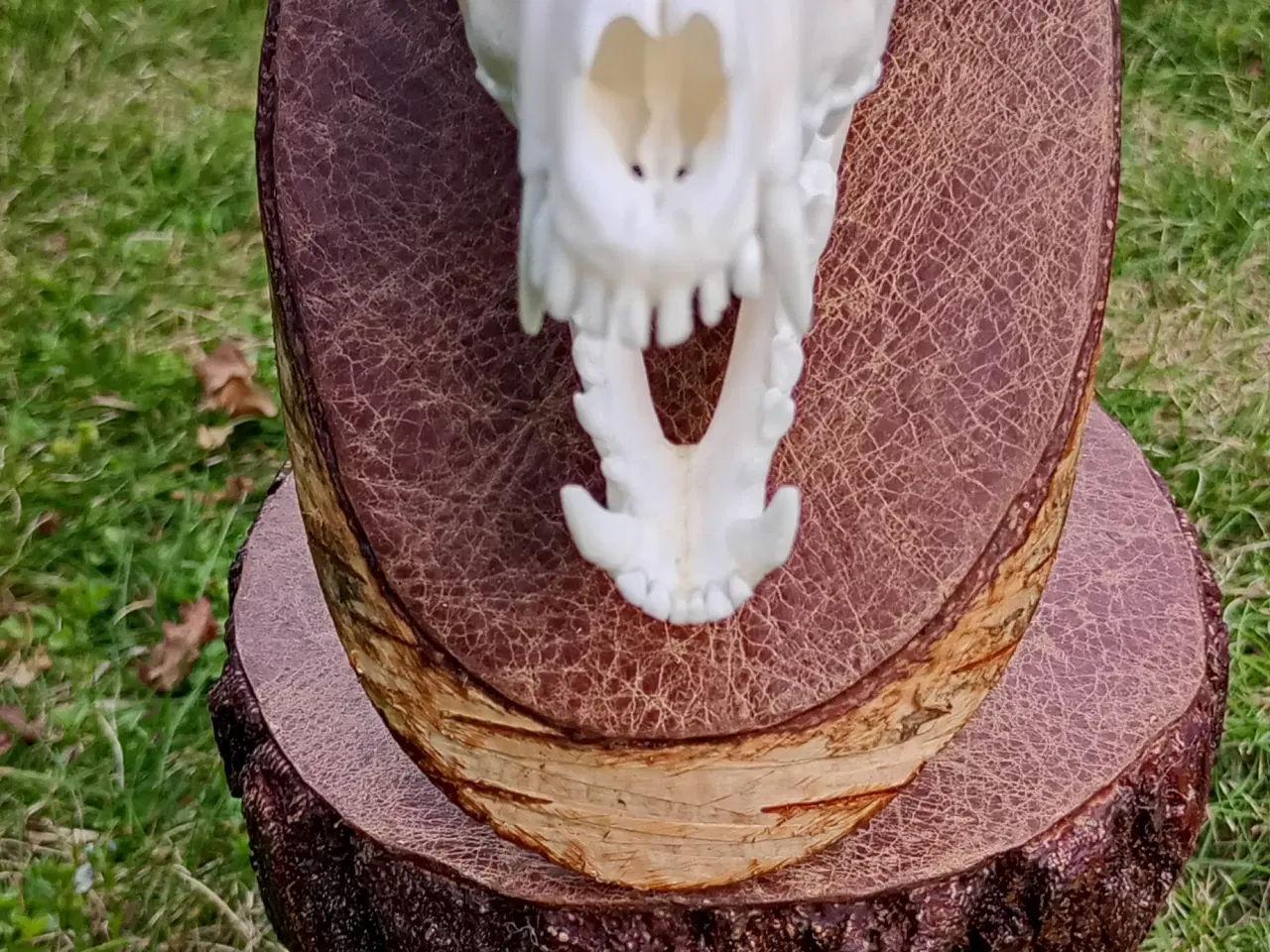 Billede 2 - Mårhund kraniet