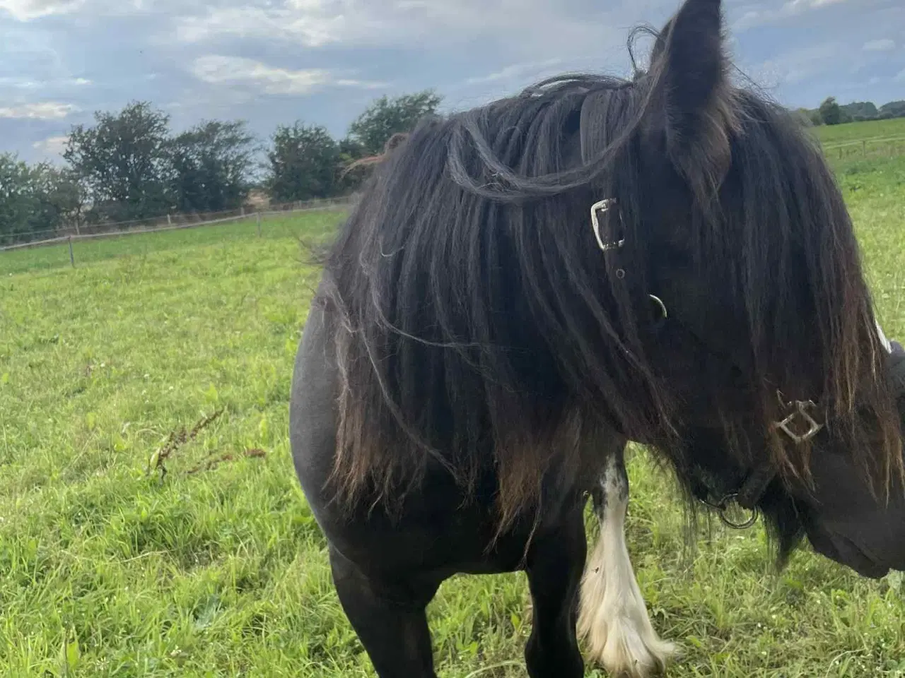 Billede 1 - Hest plag Irish Cop