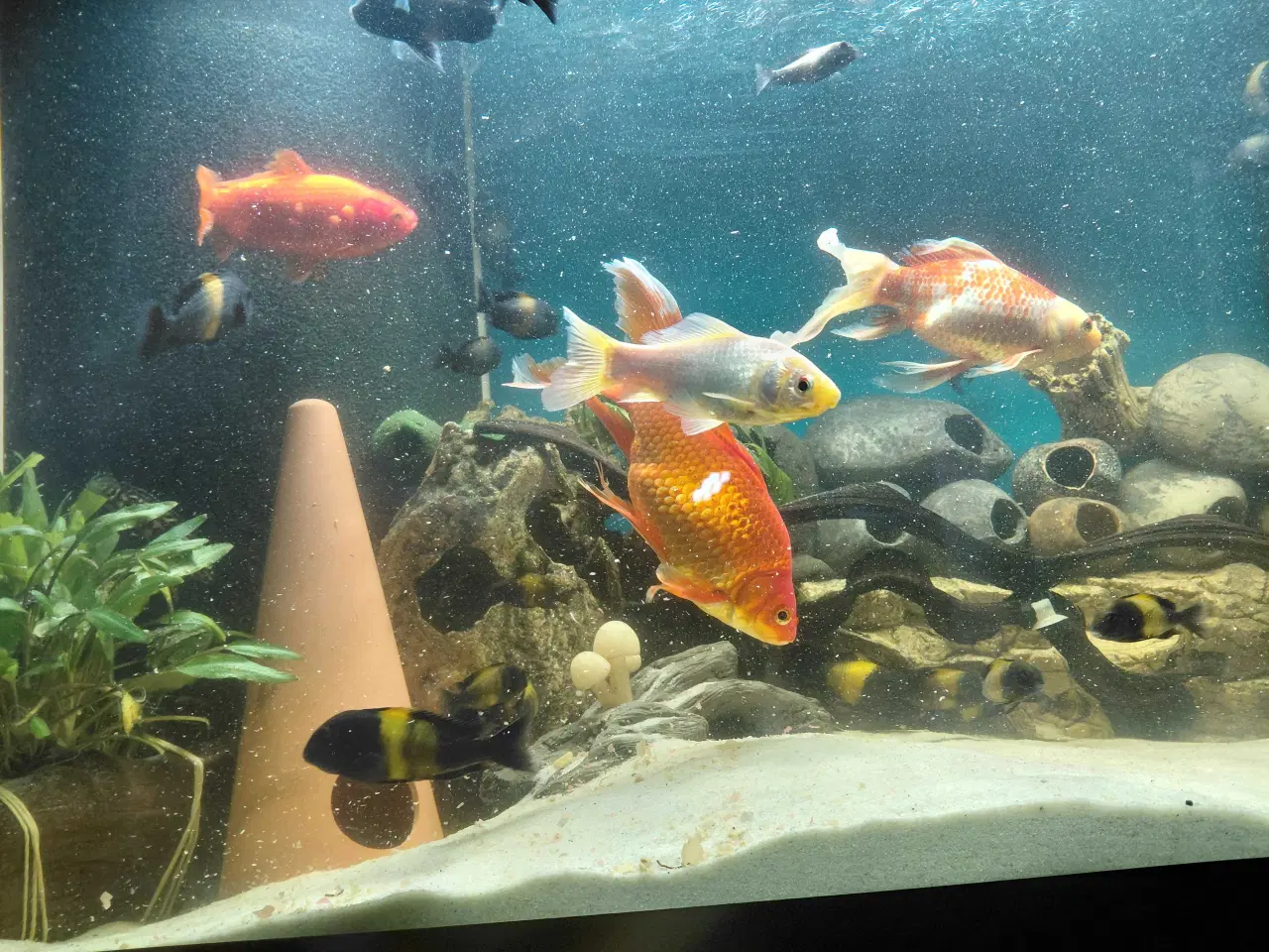 Billede 7 - guldfisk