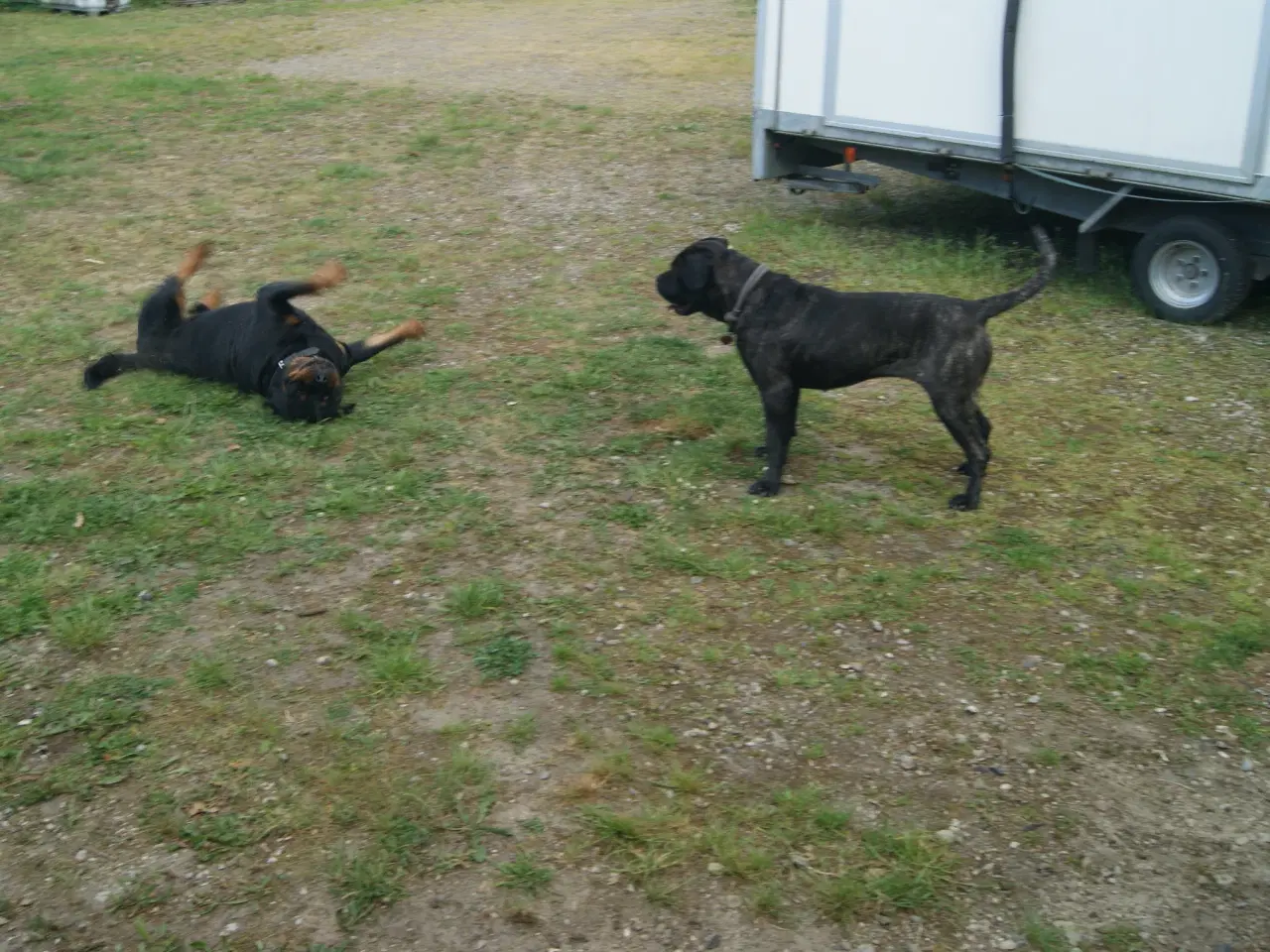 Billede 7 - Hvalpe. Søger ny hjem. Cane Corso / Rottweiler