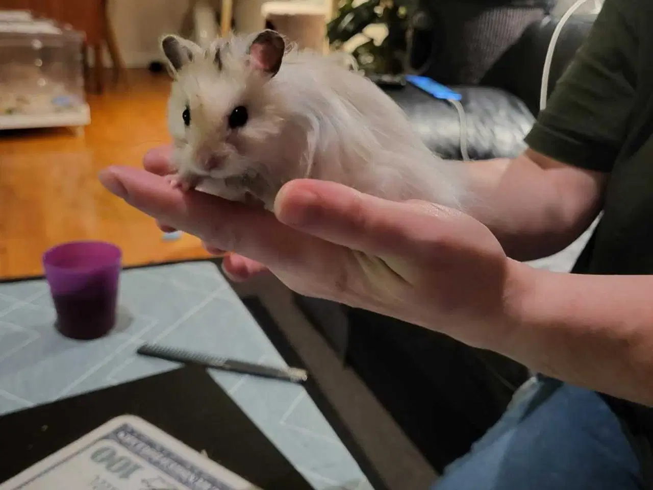 Billede 1 - Hamster med bur