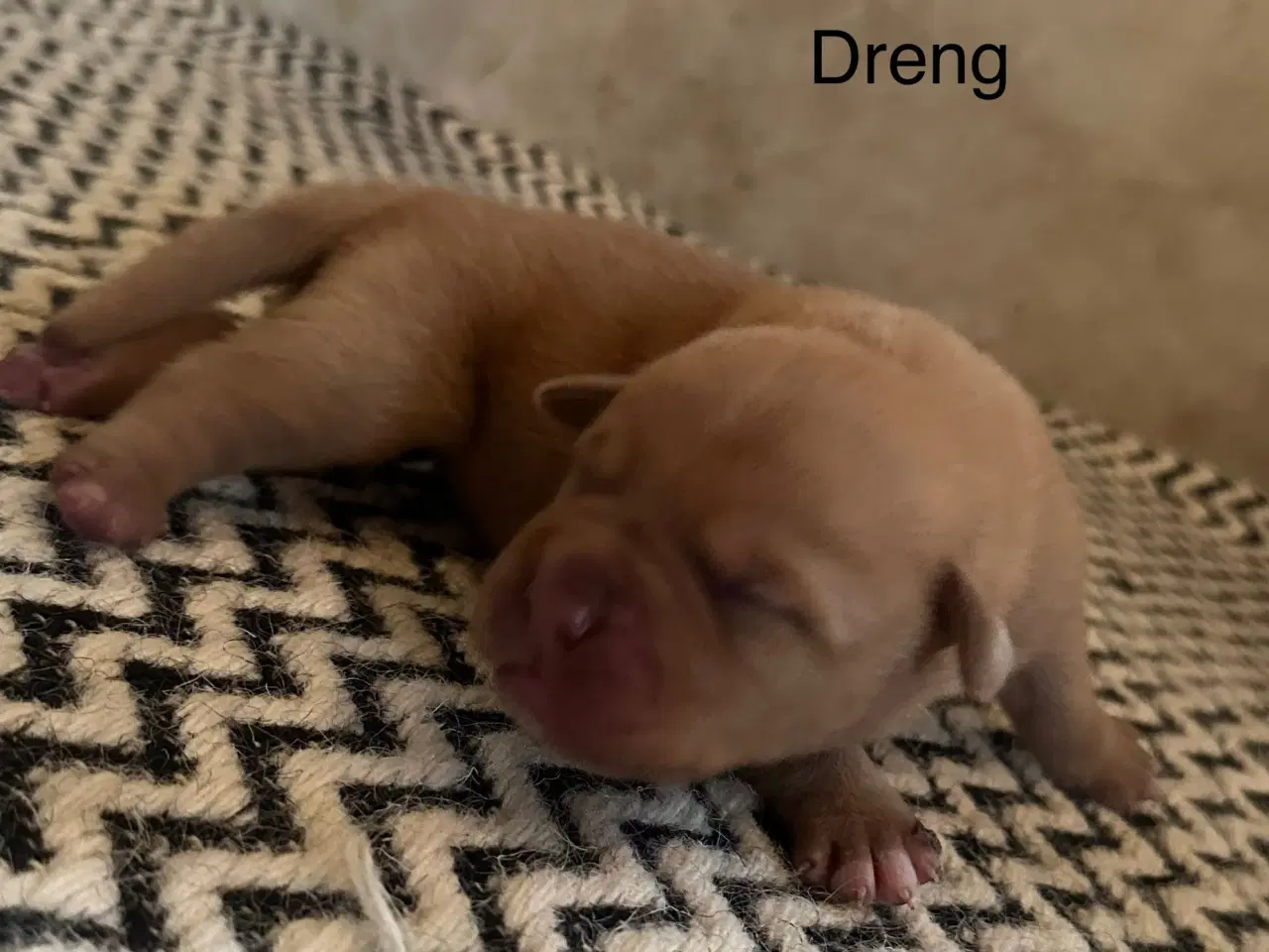 Billede 2 - Hunde