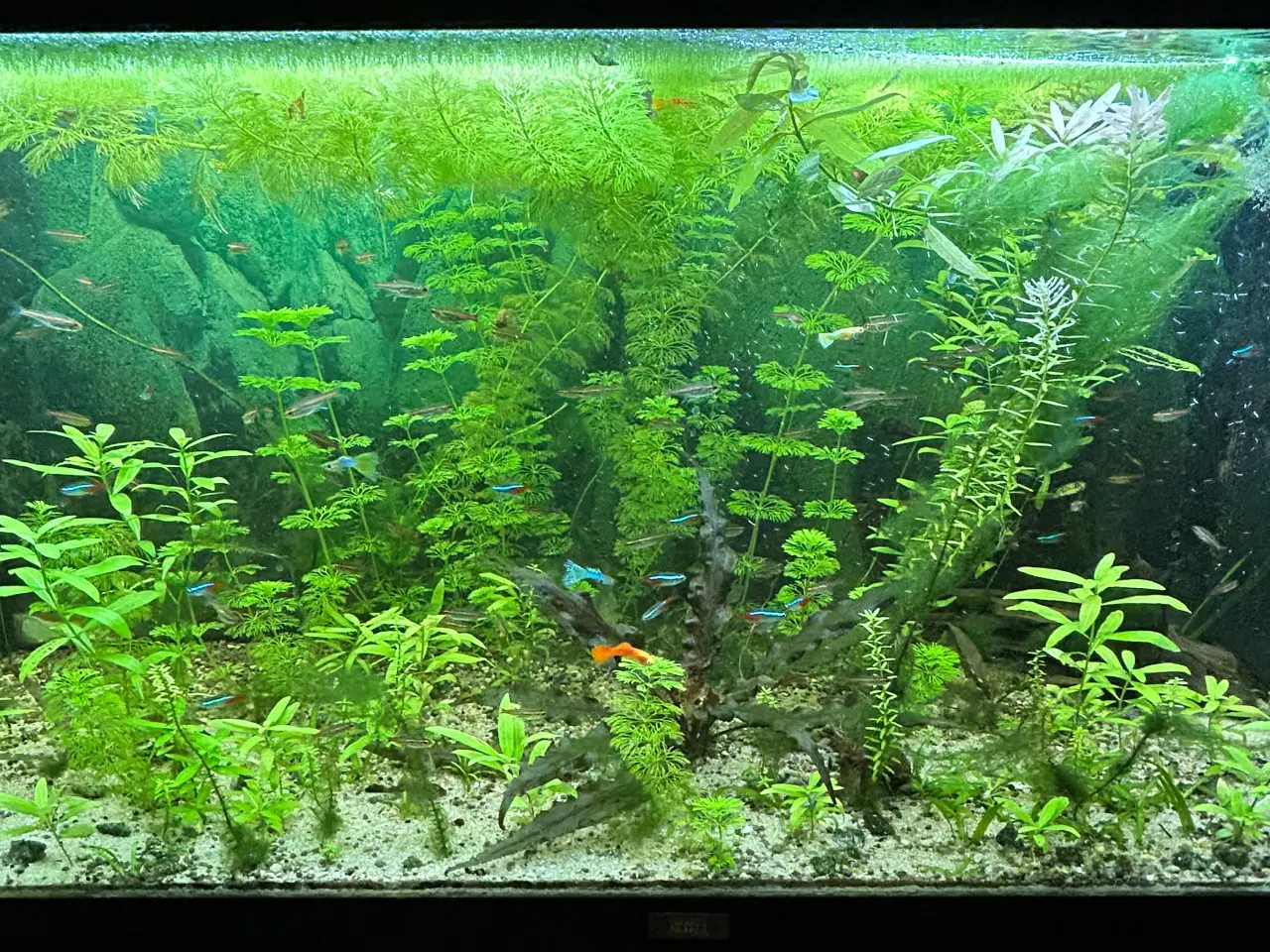 Billede 1 - 🌿 Levende akvarieplanter – 2 stk. GLS