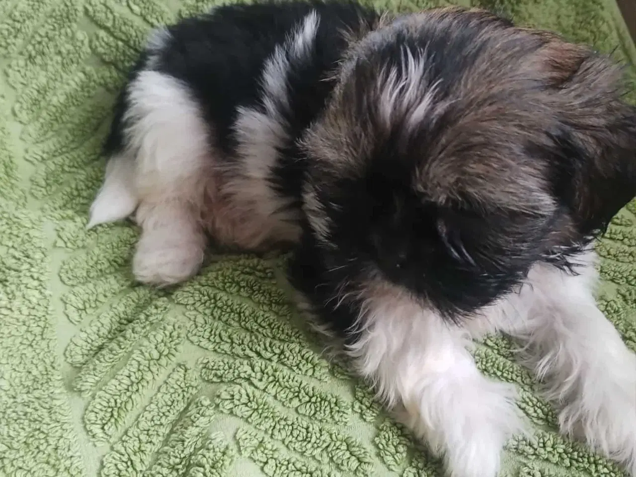 Billede 2 - Hej. Jeg har 4 smukke hund SHIH TZU