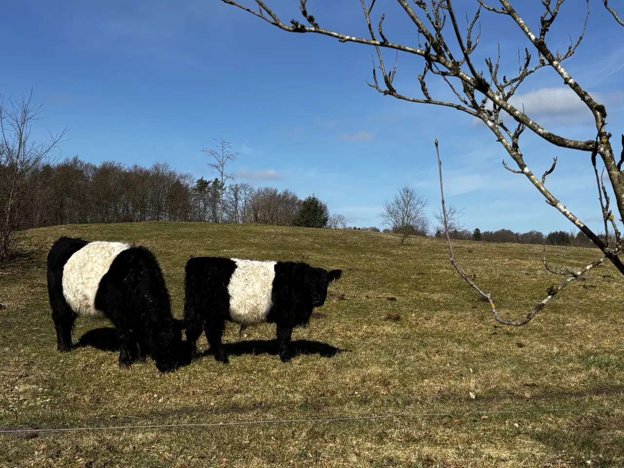 Billede 1 - Flot belted Galloway tyr