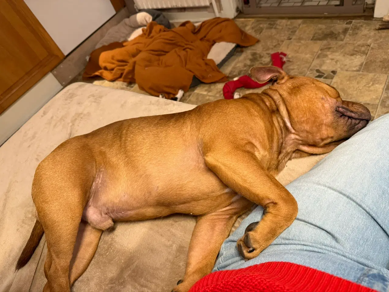 Billede 16 - Staffordshire Bull Terrier - Skøn hanhund