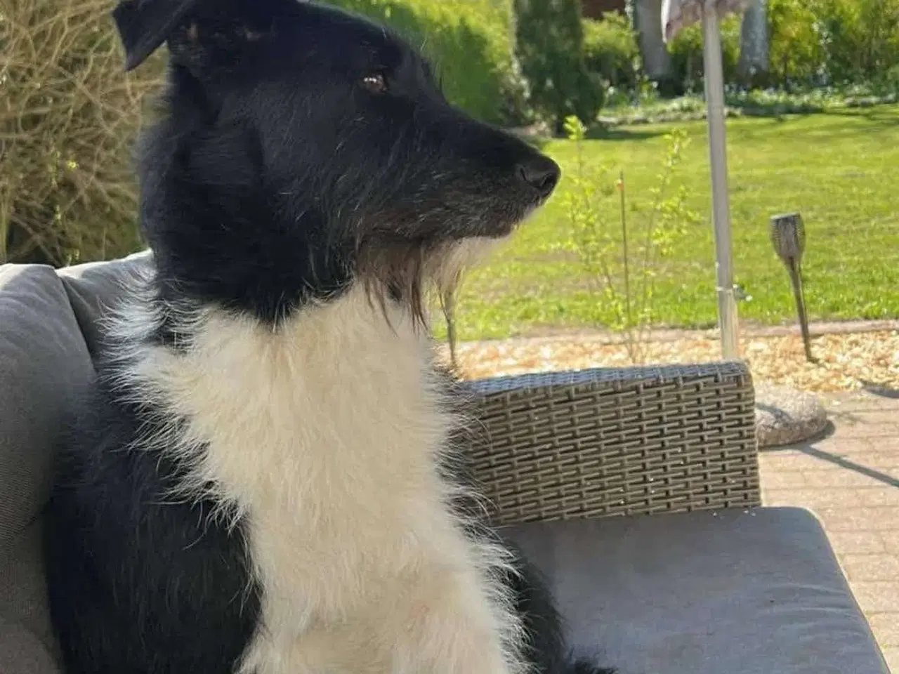 Billede 6 - Dejlige Bella søger nyt hjem med hundeven 🩷