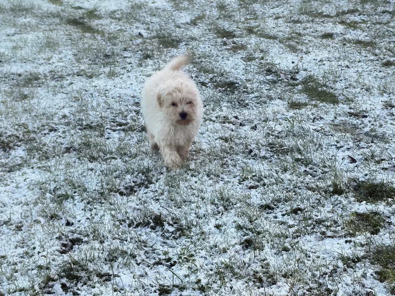 Billede 4 - En mellem puddel pige 🩷