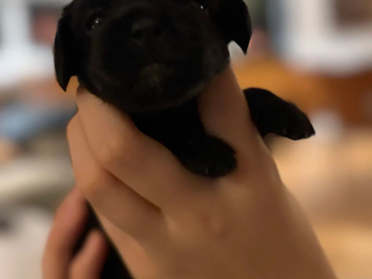 Billede 10 - Shihpoo hvalpe