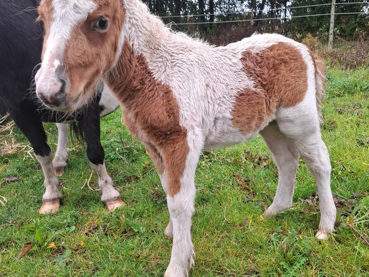 Billede 4 - Miniature hingst 