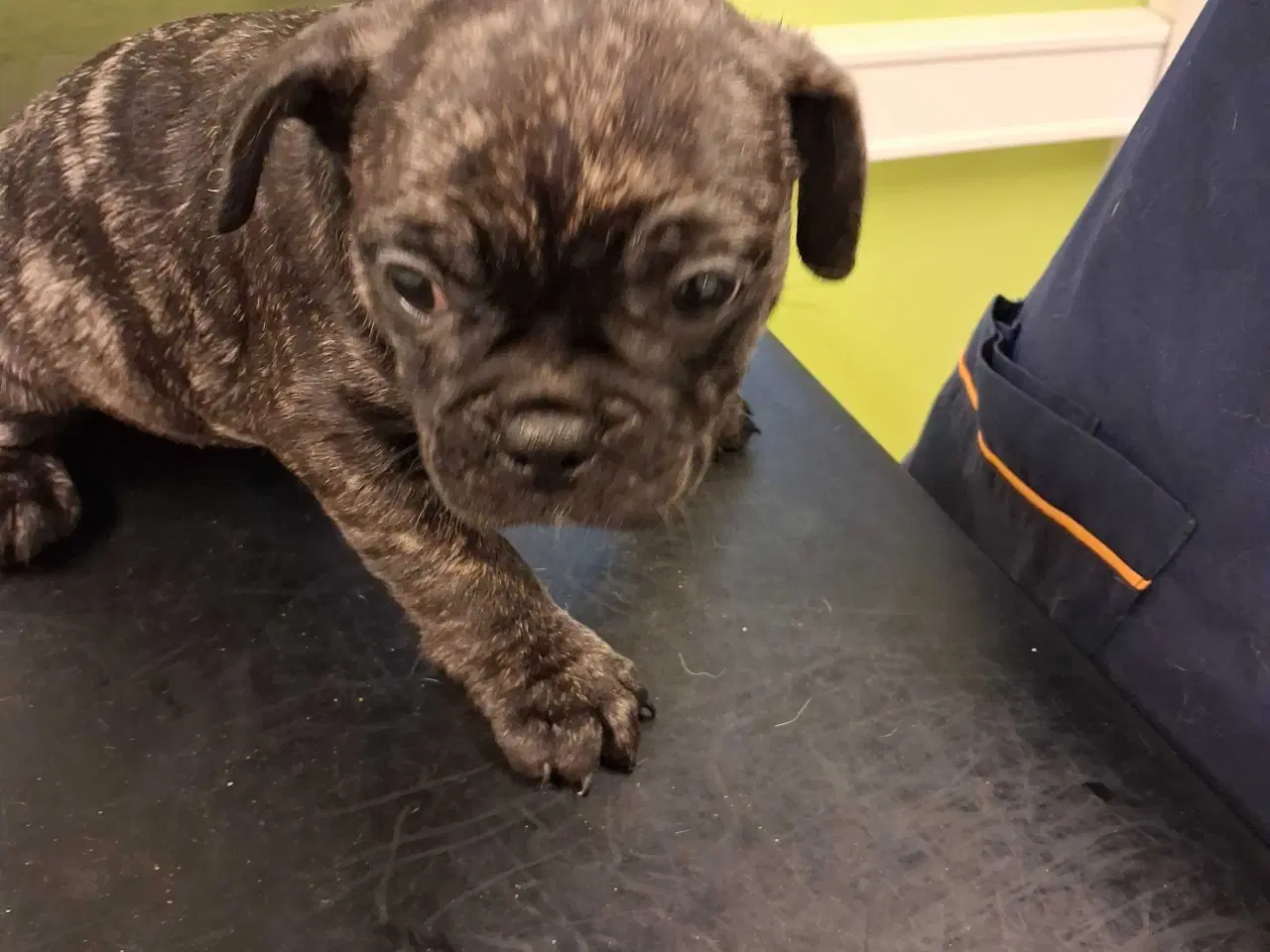 Billede 9 - Små hvalpe salgs klar