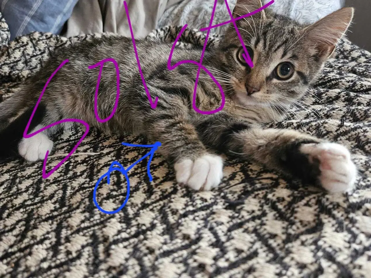 Billede 9 - Killinger