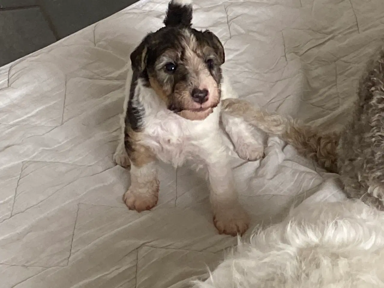Billede 1 - Ruhåret FOX terrier 