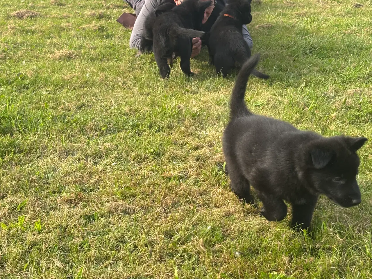 Billede 3 - Schæferhundehvalpe 8 uger den 31-8-25
