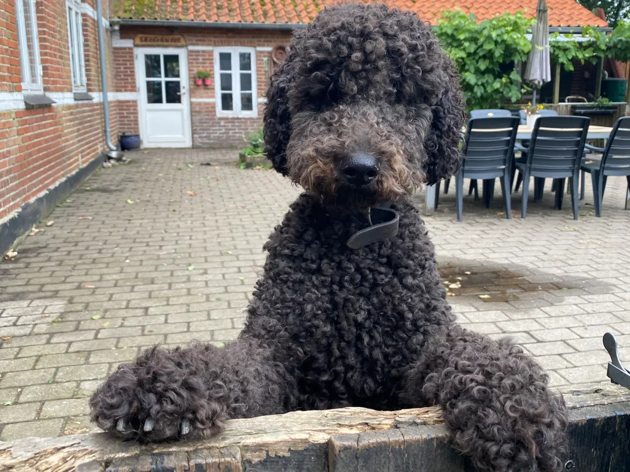 Billede 5 - Rejseklar Goldendoodle dreng