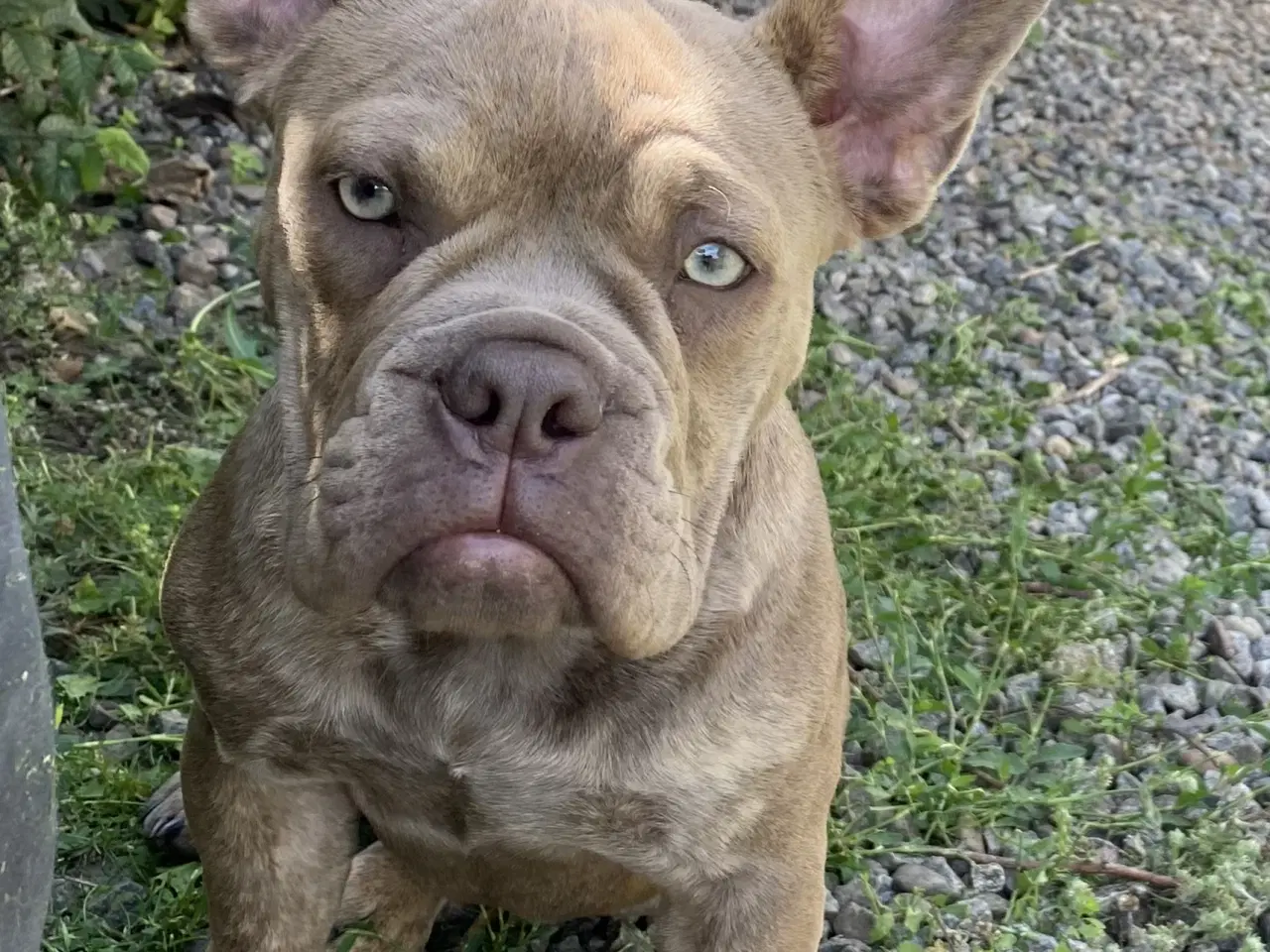 Billede 3 - Mini Bull Tæve