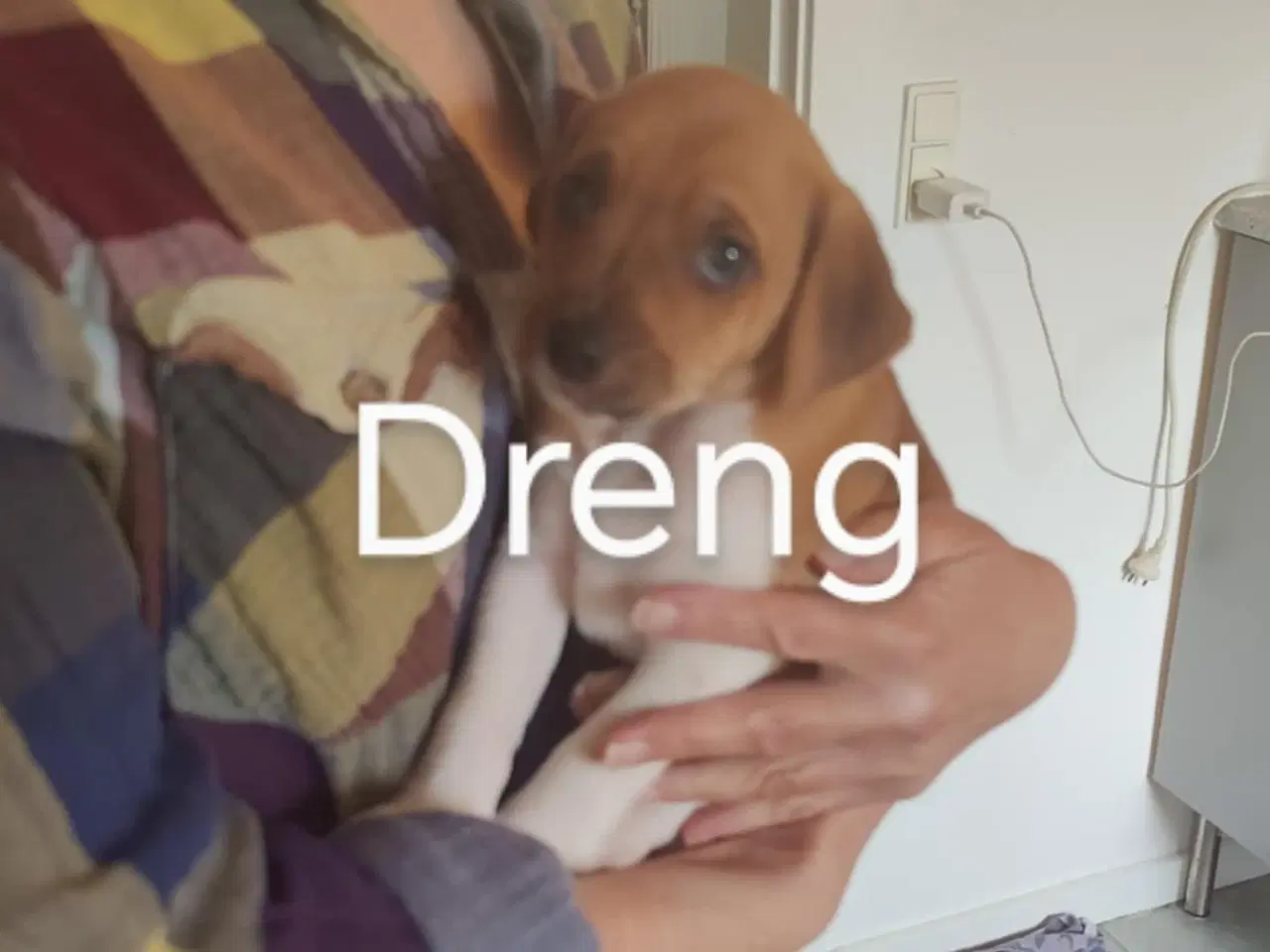 Billede 8 - Dansk svensk gårdhunde hvalpe