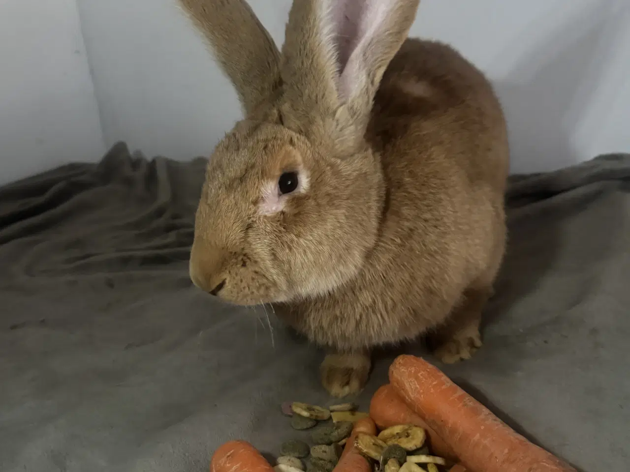 Billede 4 - Rene gule belgisk kæmpe kanin unger 