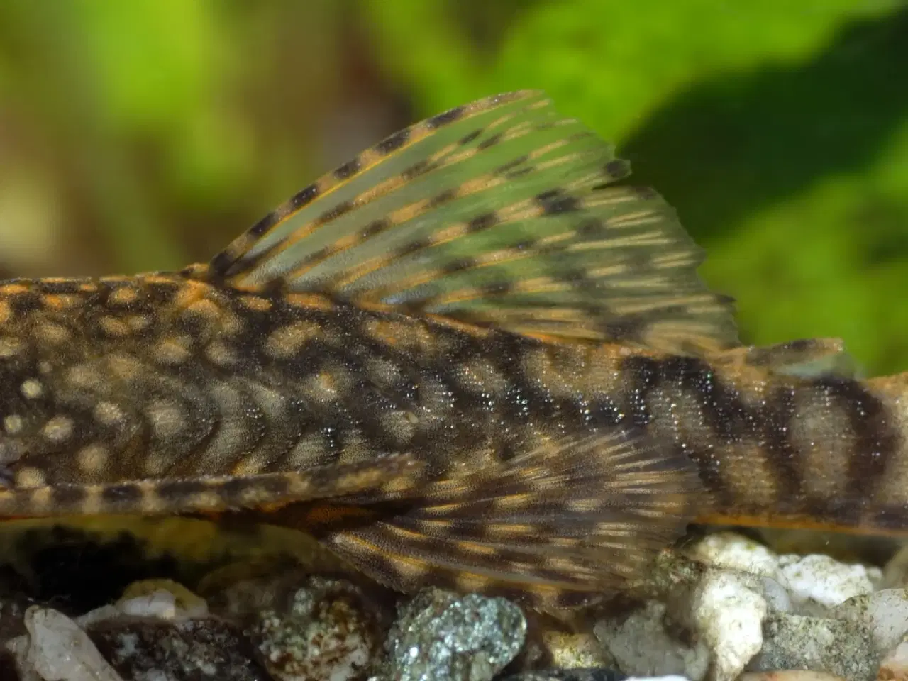 Billede 1 - Ancistrus SP
