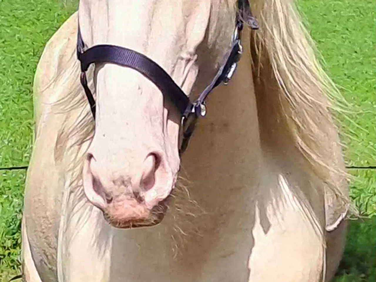 Billede 5 - 🌟 buckskin-hoppeplag søger nyt hjem 🌟