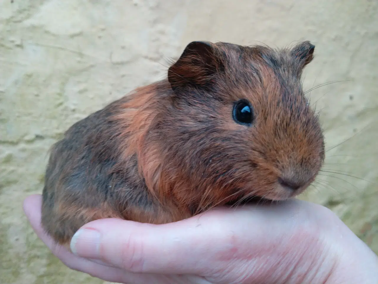 Billede 13 - Marsvin unger, forskellige racer 