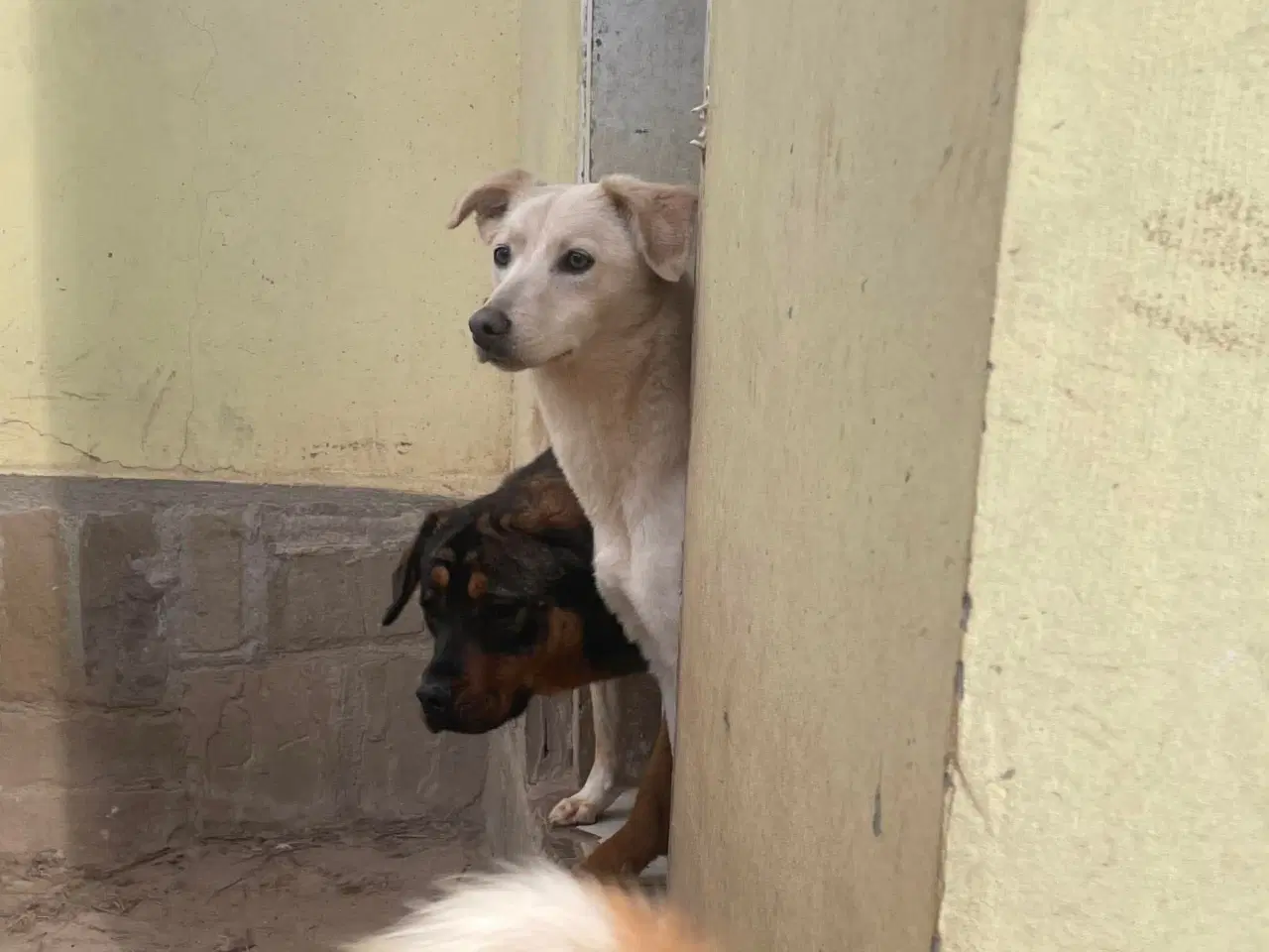 Billede 9 - Zitta søger familie. 