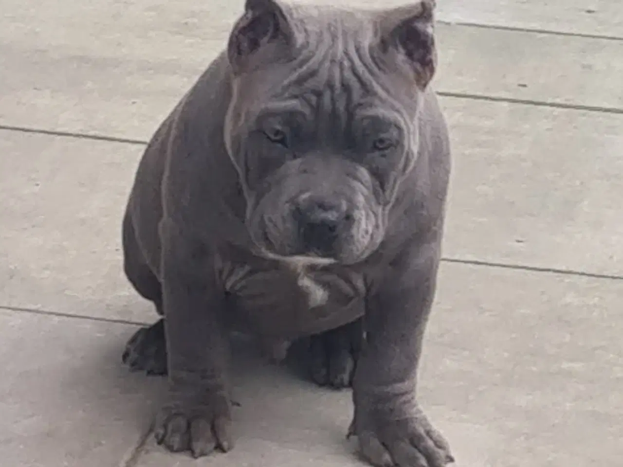 Billede 4 - American Bully Dreng - transport 
