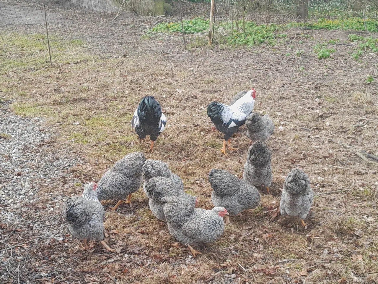 Billede 5 - Daggamle Sølv sort båndede Dværg Wyandotter