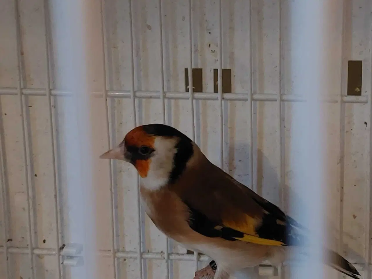 Billede 6 - Super tamme Major Stillits (Classic) fra 2025