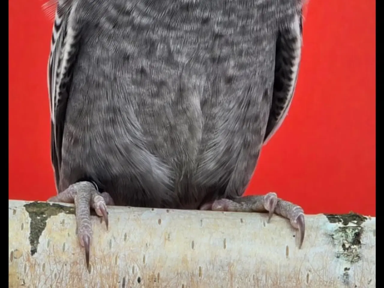 Billede 1 - Blackface,Blackface Texas undulater