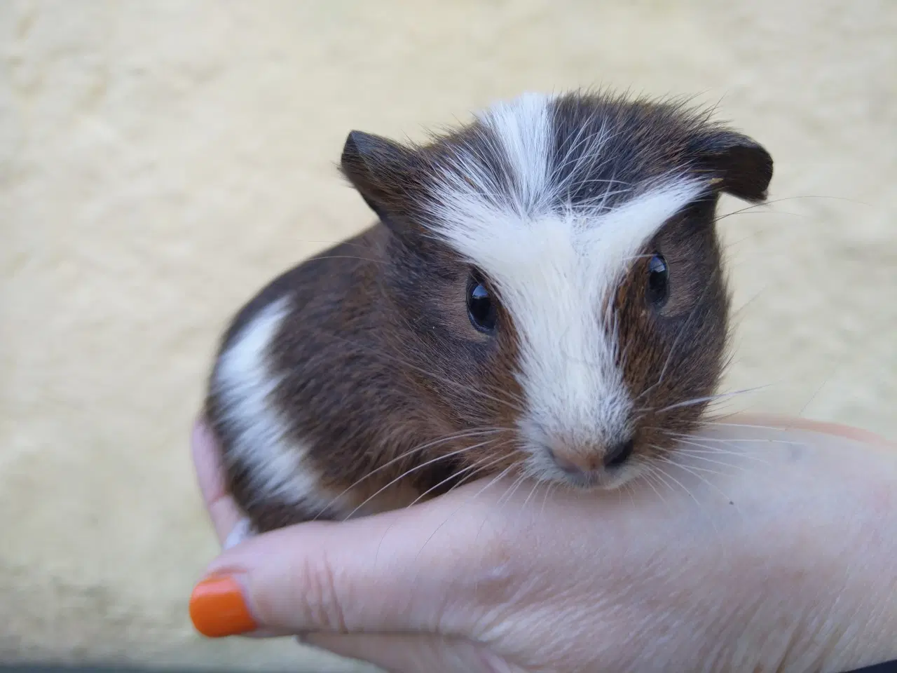 Billede 4 - 2 Hun unger, veninder