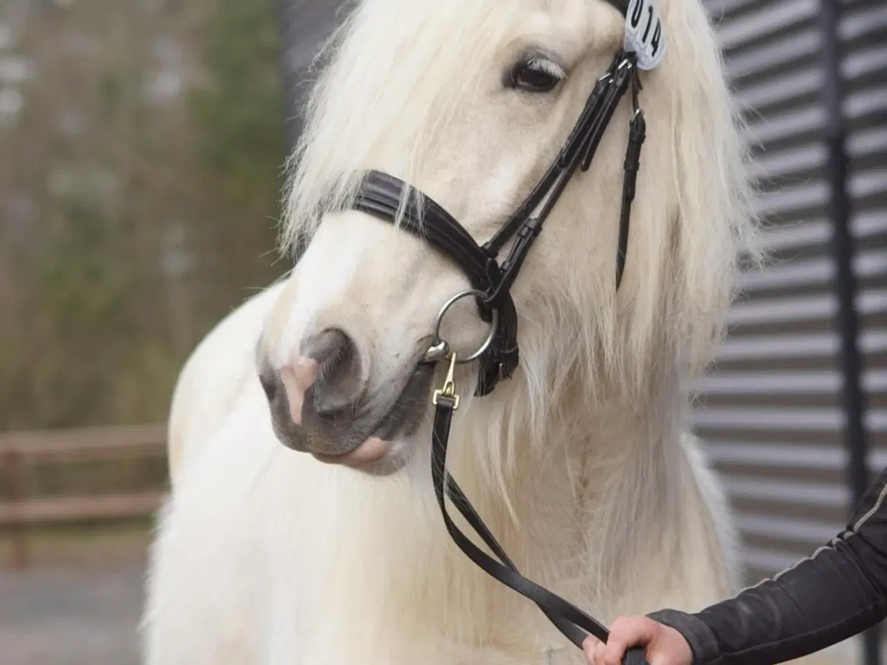 Billede 12 - Irish cob hoppe palomino