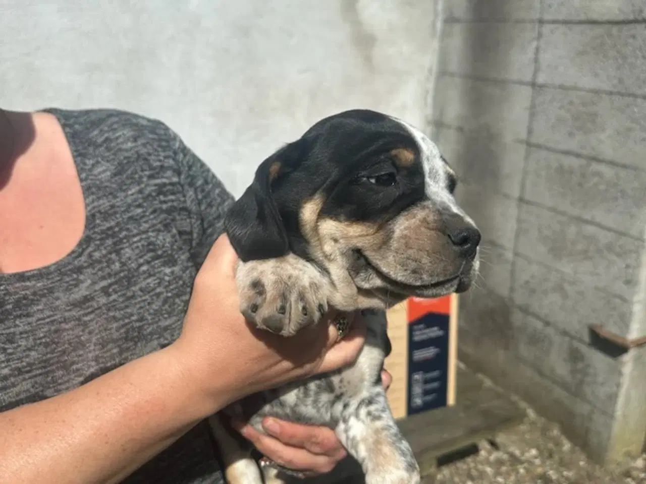 Billede 3 - Cocker spaniel/bull dog hvalpe 