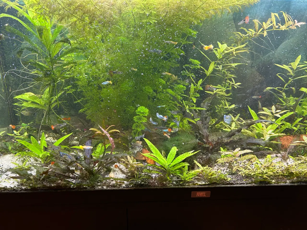 Billede 7 - Akvarie planter 