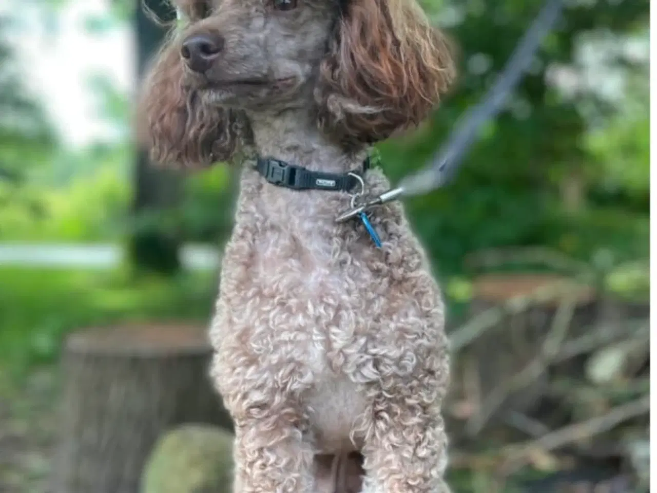 Billede 7 - Goldendoodle F1bb-mini hvalpe