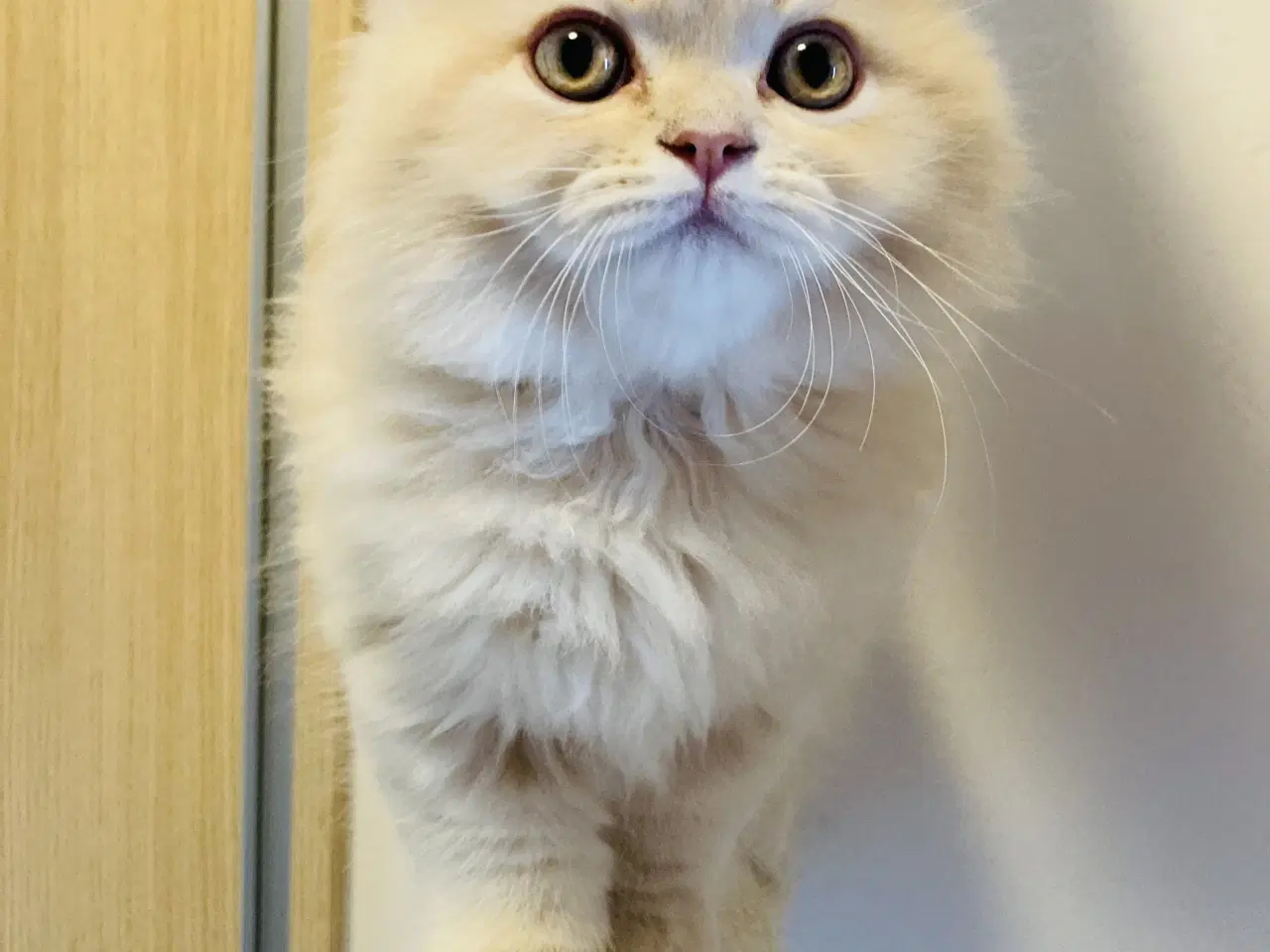 Billede 1 - Selkirk rex, langhår