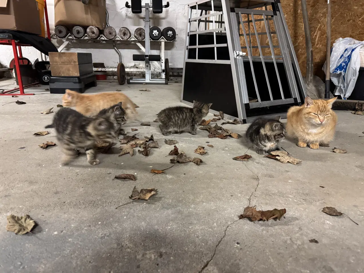 Billede 1 - Kattekillinger bortgives