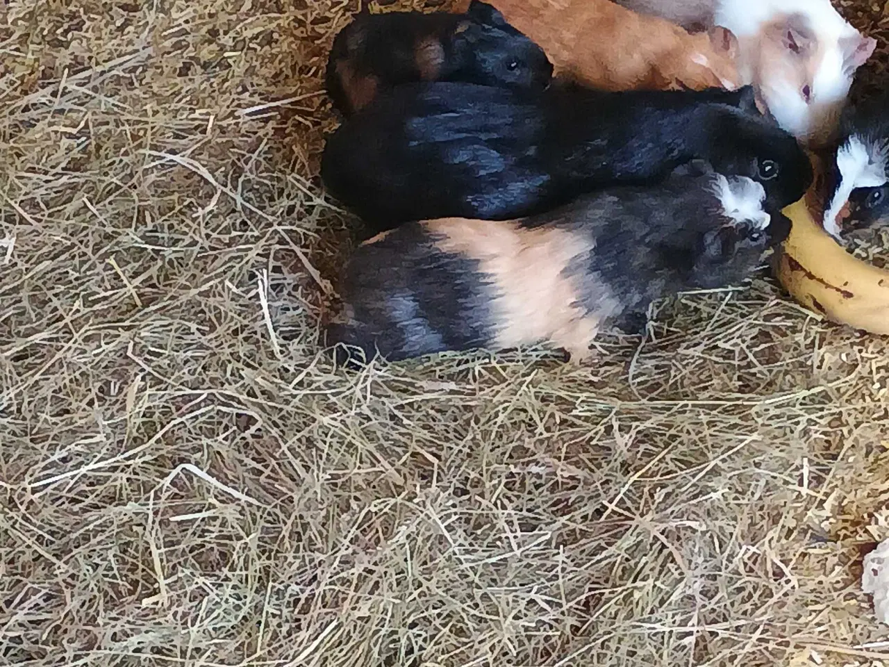 Billede 2 - Marsvin unger