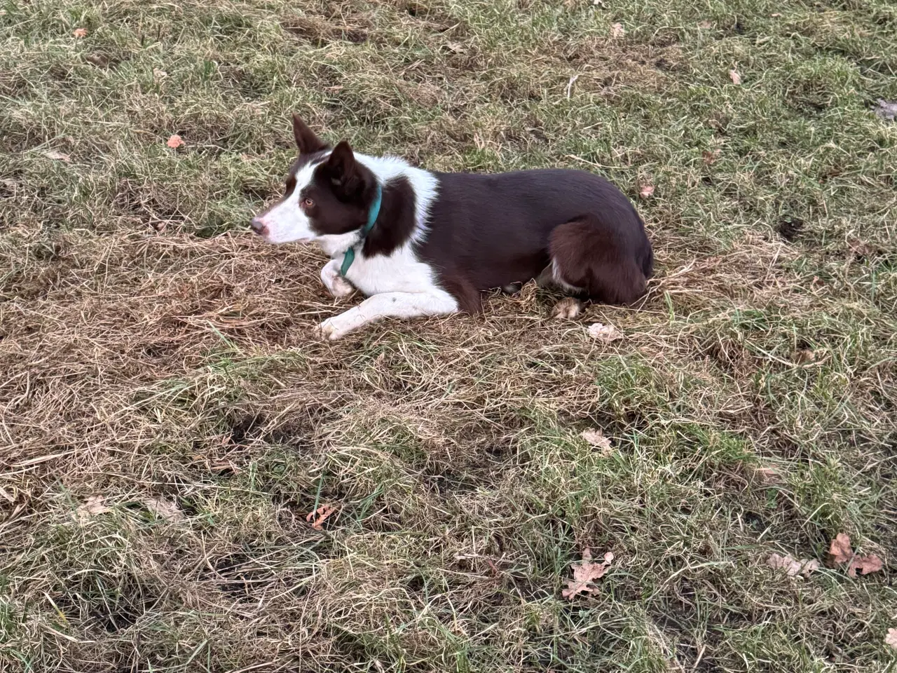 Billede 15 - Border Collie hvalpe