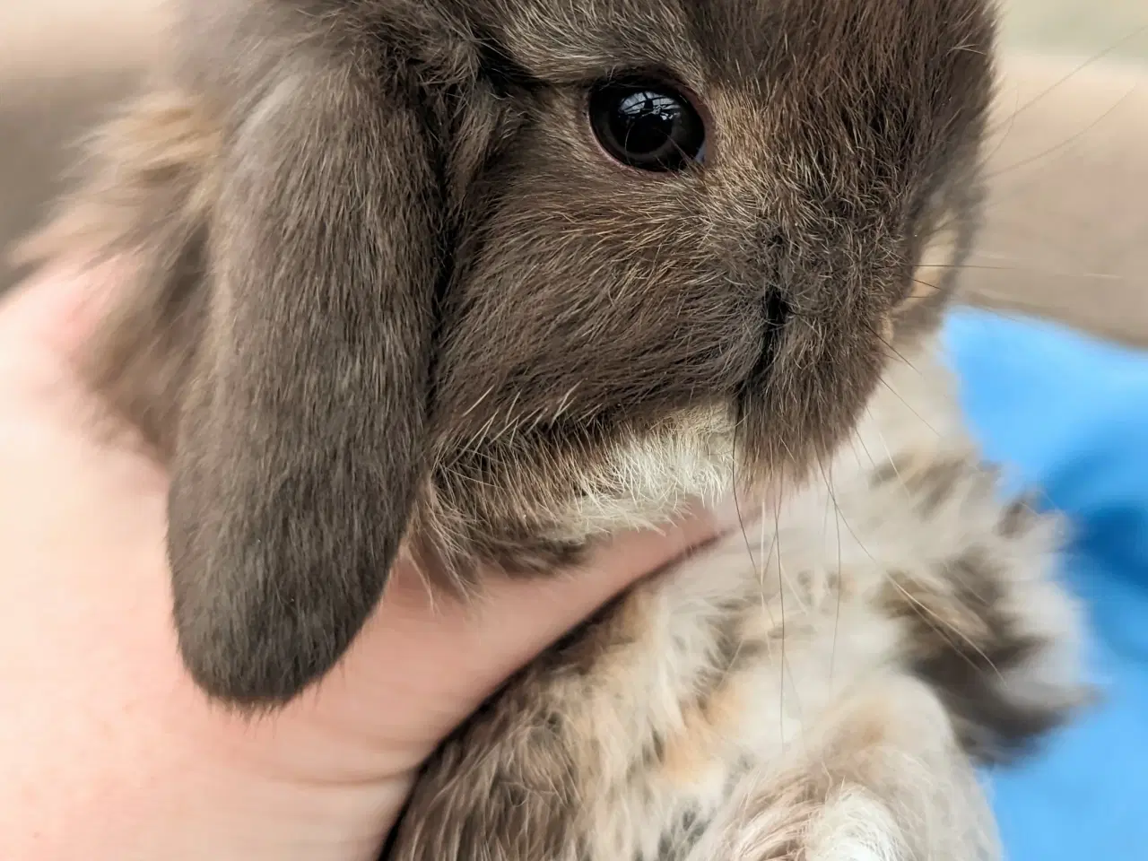 Billede 5 - Minilop kaninunge sælges