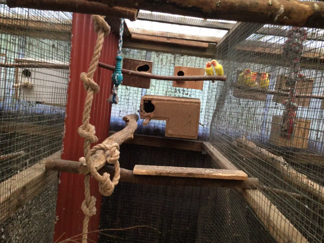 Billede 4 - Gedeparakitter