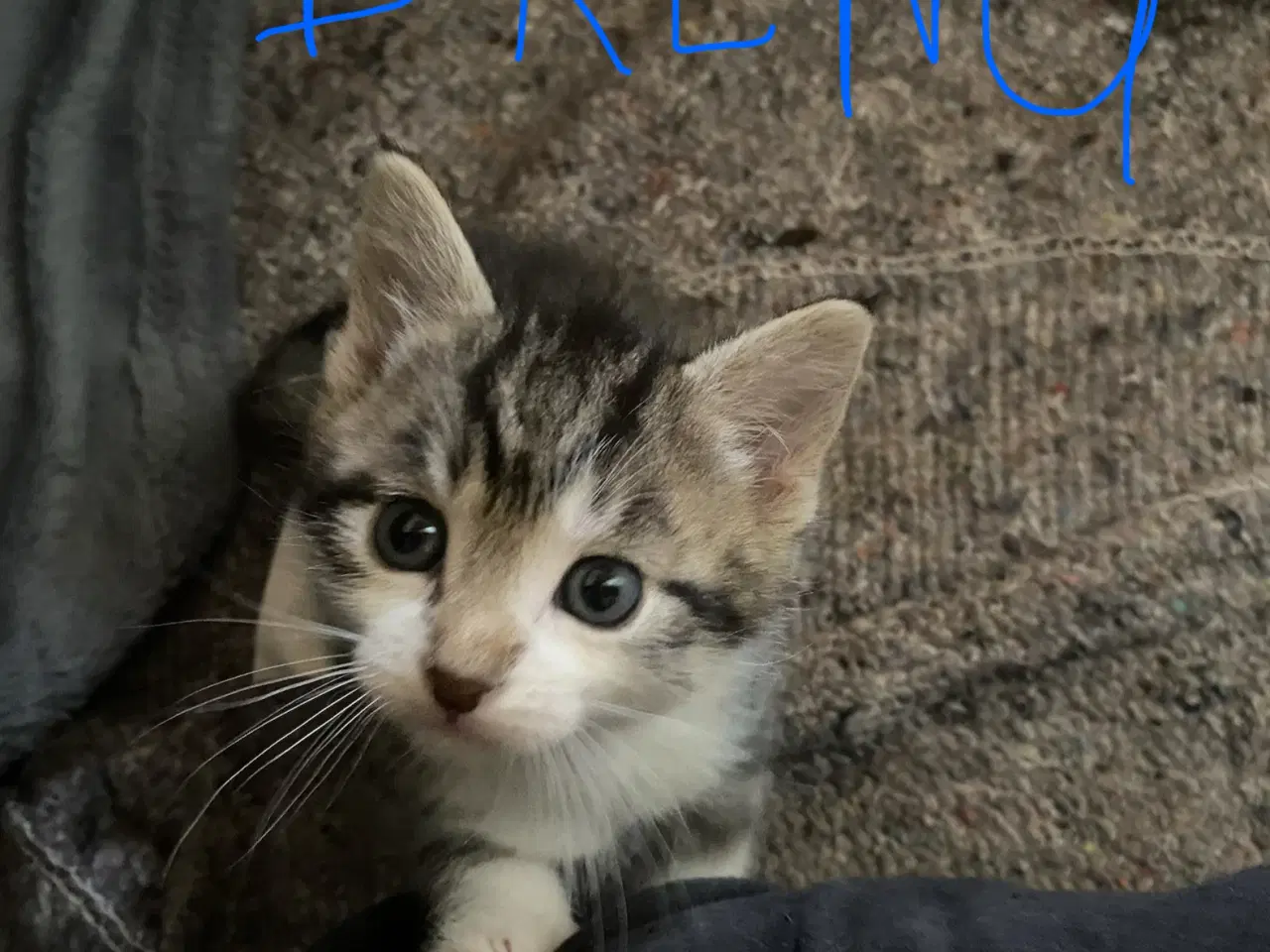 Billede 4 - Dejlige killinger salgs klar d.8-6-26