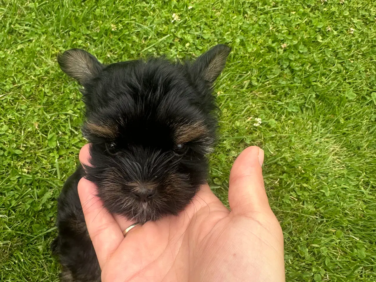 Billede 5 - Yorkshire terrier mini 