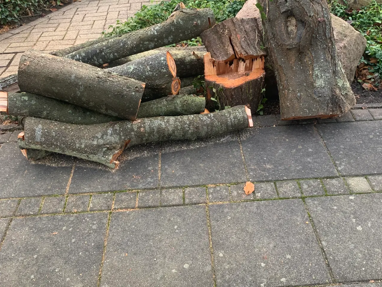 Billede 4 - Træ til drejning