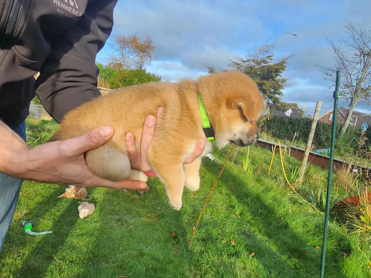 Billede 6 - Shiba inu hvalpe