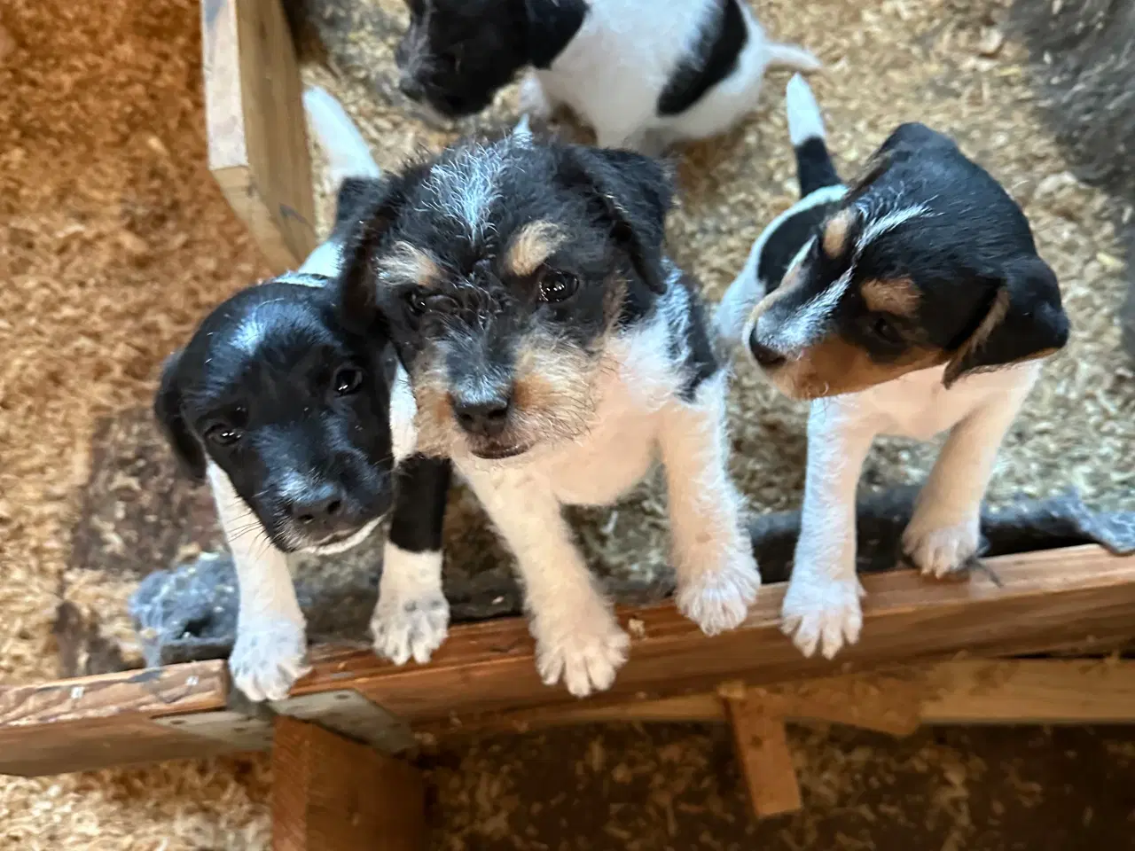 Billede 2 - Jack Russell Hund